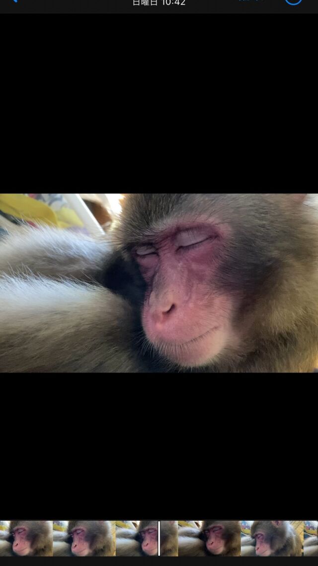 I am Shirotaro🐵. Long time no see.

しおたろう🐵です。お久しぶりです。

#asomonkey #阿蘇 #aso #猿 #猿まわし #monkey #funnymonkey #ape #japan #animal #cuteanimals #monkeys #monyet #opice #funnyanimals #mymonkey #scimmia #affe  #обезьяна #simio #scimmia #macaco #قرد #majom #μαϊμού #abe #קוף #猴子 #원숭이 #میمون