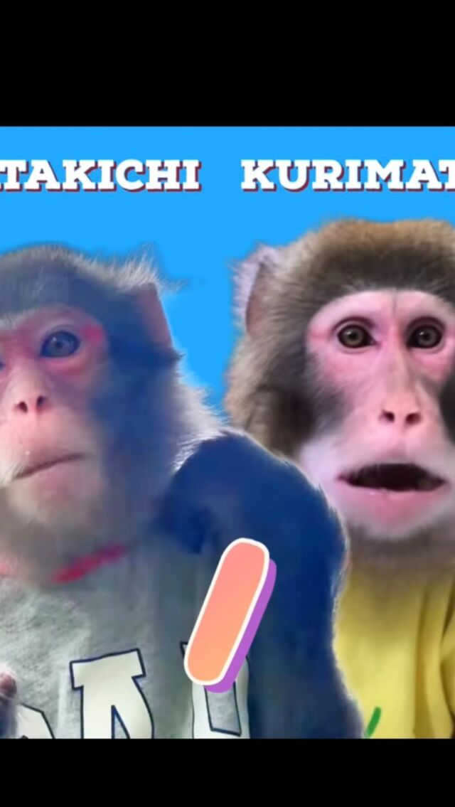 Our election results are out🫡
選挙結果が出ました🫡
————————————————————————
#猿
#サル
#猿回し
#monkey
#monkeys
#mymonkey
#littlemonkey
#funnymonkey
#animals
#animal
#cuteanimals
#viral
#ape
#monyet
#opice
#funnyanimals
#scimmia
#affe
#обезьяна
#simio
#macaco
#قرد
#μαϊμού
#abe
#קוף
#猴子
#원숭이
#میمون