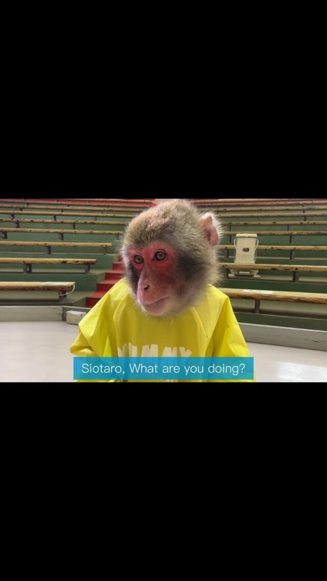 Siotaro, 7years. He's growing up and no matter how much he eats, it's never enough.
————————————————————————
しおたろう🐵7さい、食欲が止まりません。
————————————————————————
#猿回し #猿 #猿まわし #monkey #funnymonkey #ape #japan #animal #cuteanimals #monkeys #monyet #opice #funnyanimals #mymonkey #scimmia #affe  #обезьяна #simio #scimmia #macaco #قرد #majom #μαϊμού #abe #קוף #猴子 #원숭이 #میمون