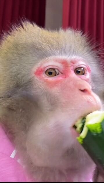 Matakichi 🐵 and Siotaro 🐵 will receive the present 🎁 from the customer.Thank you so much😊
————————————————————————
また吉🐵としおたろう🐵が、いただいたプレゼント🎁をいただきます。美味しくいただきました。ありがとうございました😊
————————————————————————
#猿回し #猿 #猿まわし #monkey #funnymonkey #ape #japan #animal #cuteanimals #monkeys #monyet #opice #funnyanimals #mymonkey #scimmia #affe  #обезьяна #simio #scimmia #macaco #قرد #majom #μαϊμού #abe #קוף #猴子 #원숭이 #میمون