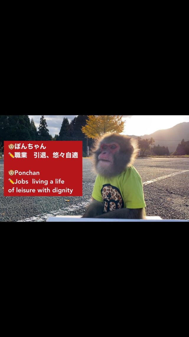 He is Ponchan🐵.He  will receive the present 🎁 from the customer.Thank you so much🤭🍎
————————————————————————
ぽんちゃんです🐵。りんご🍎が大好きぽんちゃん。今年も沢山いただきました。ありがとうございます🙇‍♂️食べ過ぎに注意してね！
————————————————————————
#猿回し #猿 #猿まわし #monkey #funnymonkey #ape #japan #animal #cuteanimals #monkeys #monyet #opice #funnyanimals #mymonkey #scimmia #affe  #обезьяна #simio #scimmia #macaco #قرد #majom #μαϊμού #abe #קוף #猴子 #원숭이 #میمون