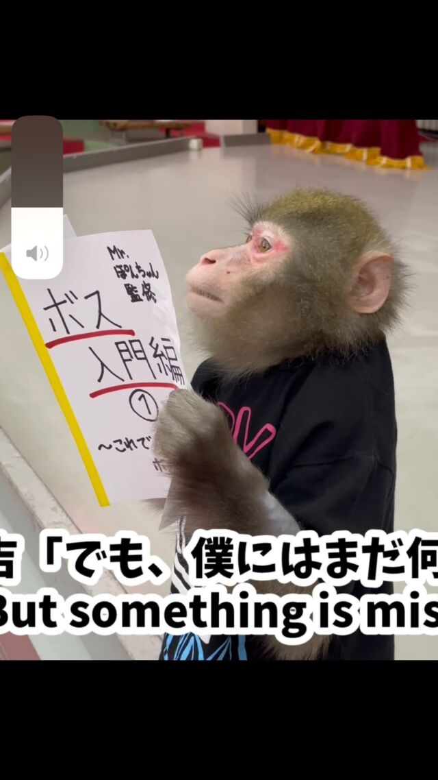 He is Mr.Matakichi🐵. He is going to study to become a boss👑.

また吉🐵です。これからボス👑になるお勉強です。

#猿回し #猿 #猿まわし #monkey #funnymonkey #ape #japan #animal #cuteanimals #monkeys #monyet #opice #funnyanimals #mymonkey #scimmia #affe  #обезьяна #simio #scimmia #macaco #قرد #majom #μαϊμού #abe #קוף #猴子 #원숭이 #میمون