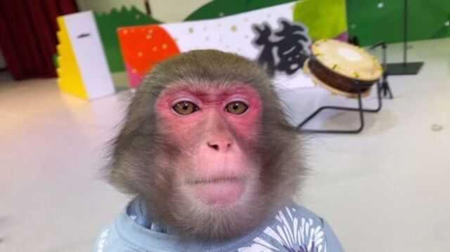 Siotaro’s stills art🐵
————————————————————————
しおたろうの竹馬🐵
————————————————————————
#猿回し #猿 #猿まわし #monkey #funnymonkey #ape #japan #animal #cuteanimals #monkeys #monyet #opice #funnyanimals #mymonkey #scimmia #affe  #обезьяна #simio #scimmia #macaco #قرد #majom #μαϊμού #abe #קוף #猴子 #원숭이 #میمون